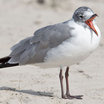 Laughing Gull